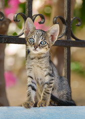 Fototapeta premium Curious kitten with blue eyes sitting on a garden wall, Greece, Europe 