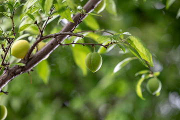 スモモの若い実