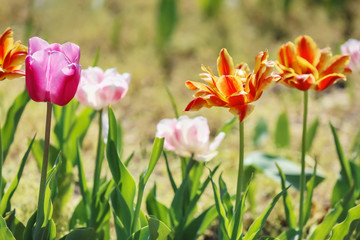 Beautiful blossoming tulips outdoors