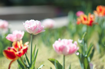 Beautiful blossoming tulips outdoors