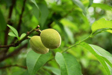 Fresh green hana peach fruits - Prunus persica. 