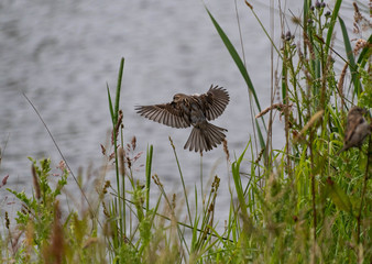 A sparrow hovers over a field