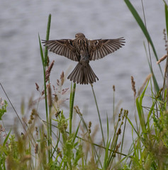 A sparrow hovers over a field