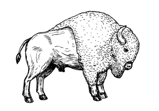 Drawing of american bison - hand sketch of buffalo animal, black and white illustration
