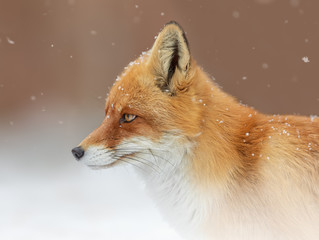 Obraz premium Fox, wild animals, wild dogs