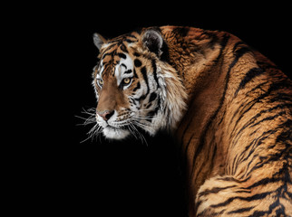 Fototapeta na wymiar Amur tiger, tiger, wild cats