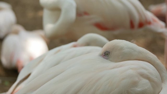Group flamingo resting.