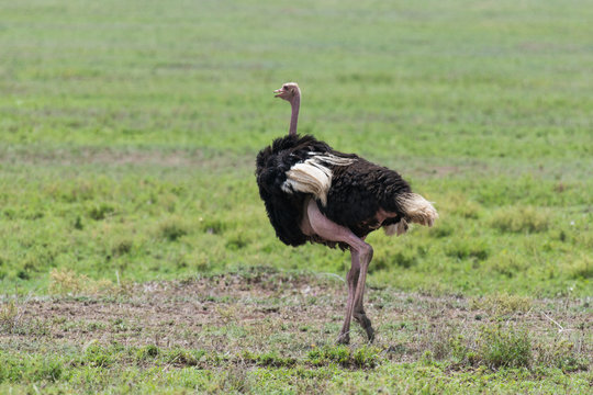 Wild ostrich in Africa