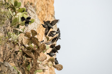 murder of crows on indian figs in nebrodi national park , sicily, italy