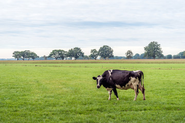 Black-and-white cow in a Dutch meadow