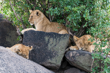 Group of baby lions resting on the stones