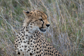 Cheetah head close-up