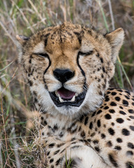 Cheetah relaxing © ilyaska