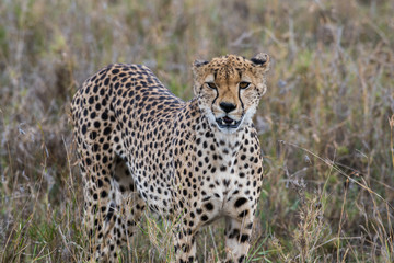 Naklejka na ściany i meble Cheetah in high grass