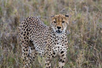 Cheetah in high grass