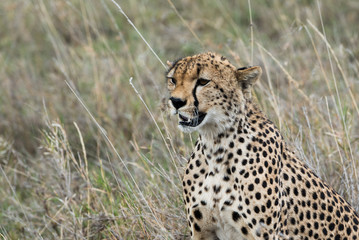 Beautiful cheetah in grass © ilyaska