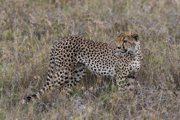 Beautiful cheetah in grass © ilyaska