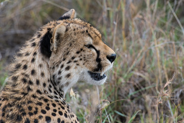 Cheetah's head in profile © ilyaska