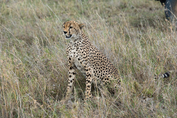 Cheetah sitting and looking forward