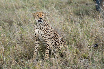 Angry cheetah © ilyaska