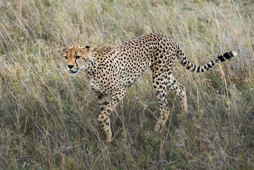 Cheetah walking © ilyaska