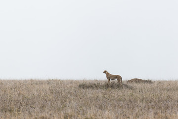 Cheetah staying on the horizon © ilyaska