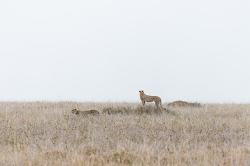 Pair of cheetah on the horizon © ilyaska