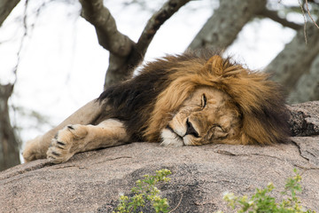 Lion sleeping and squinting