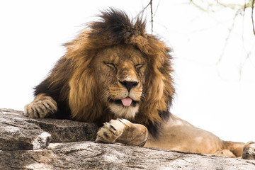 Lion sleeping and showing his tongue