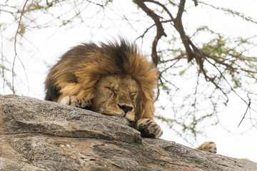 Fototapeta premium Lion sleeping on the stone