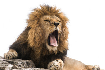 Yawning lion