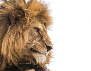 Lion face close-up © ilyaska