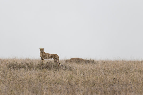 Cheetah staying on the horizon and looking backwards