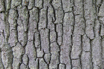 Close-up of bark of the oak tree. Details of outer tree layer. Abstract background.