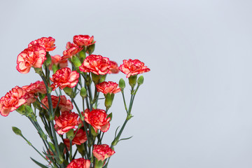 A bunch of red and pink cloves flowers on a grey gradient background copy space.