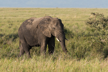 Naklejka na ściany i meble African elephant on grass land