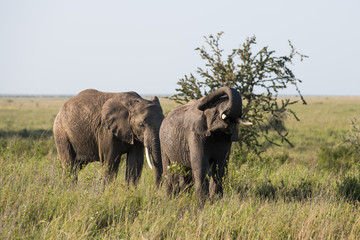 Two elephants in savannah