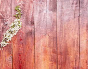 Background with flowering spring branches of plums