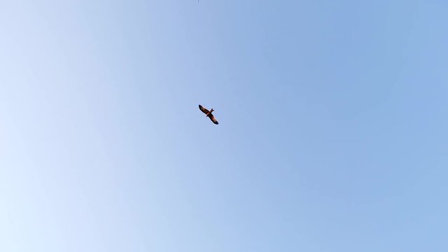 wild eagle flies high in the blue sky