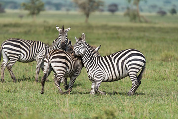 Fototapeta premium Zebras playing on the knees trying to bite each other's leg