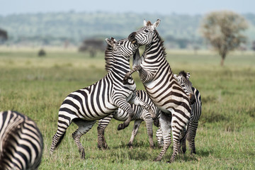 Fototapeta na wymiar Zebras reared while playing
