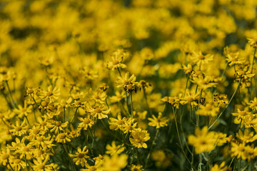 Fototapeta premium Woolly sunflowers in the field