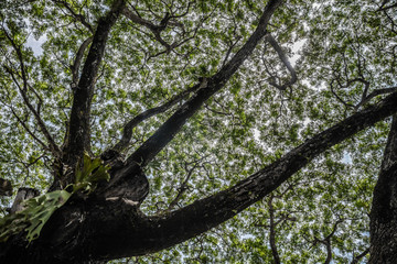 The vast canopy, of a giant rain tree (albizia saman). This giant specimen is near Chiangrai, Thailand, and it is known locally as Chamchuri.
