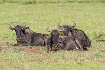 Three wildebeests lying on the grass