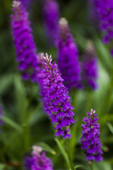 Moorland spotted orchid