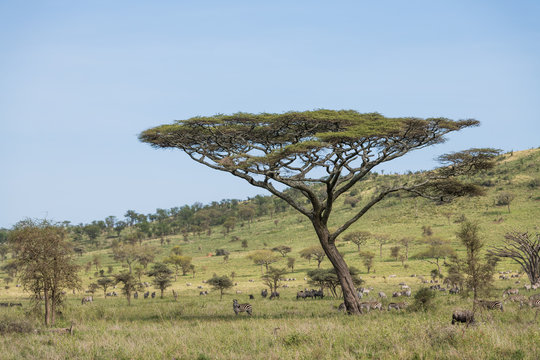 Acacia tree in african savannah and plenty of animals aroung