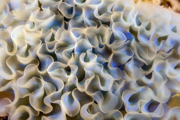 Elysia crispata,lettuce sea slug