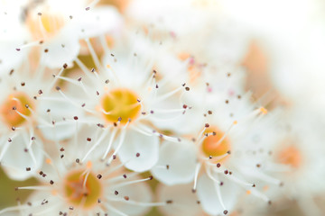 Beautiful white flowers  pattern