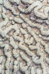  large-grooved brain coral