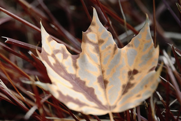 Dry maple leaf in brown colors